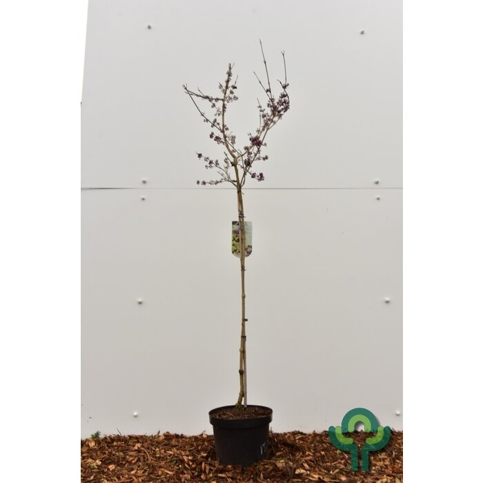 Schoonvrucht op stam - Callicarpa bodinieri 'Autumn Glory'