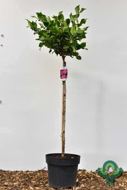 Camelia op stam (Camellia japonica 'Dr. King')