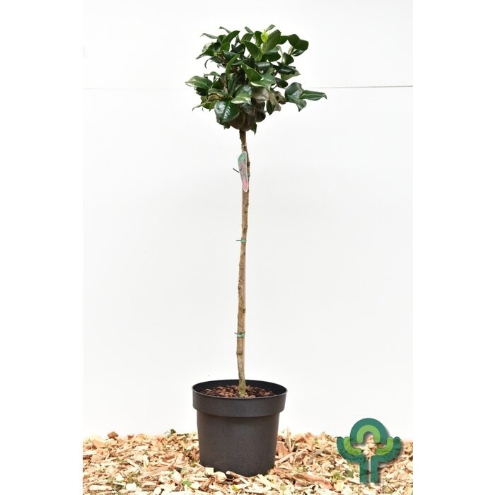 Camelia op stam (Camellia japonica Roze)