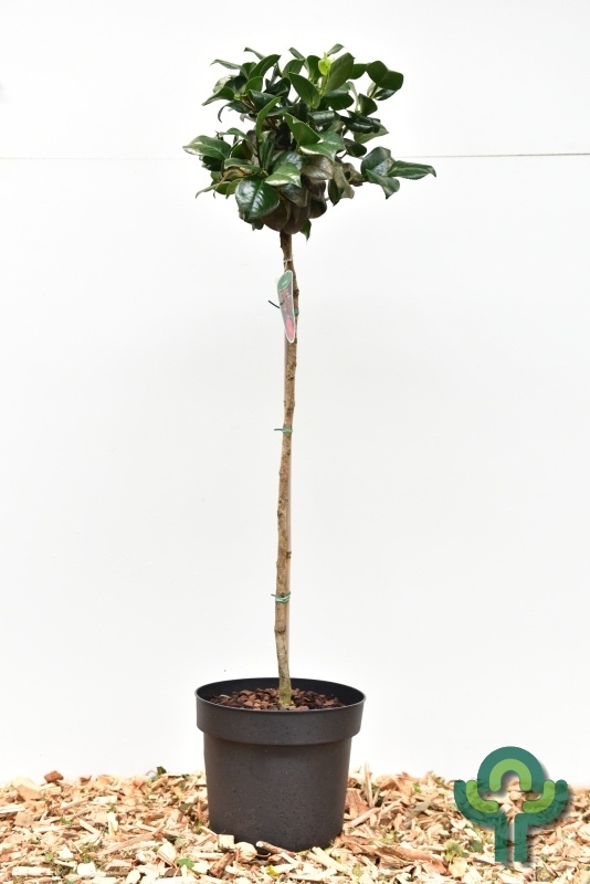 Camelia op stam (Camellia japonica Roze)