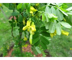 Erwtenstruik op stam - Caragana arborescens 'Pendula'