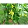 Erwtenstruik op stam - Caragana arborescens 'Pendula'