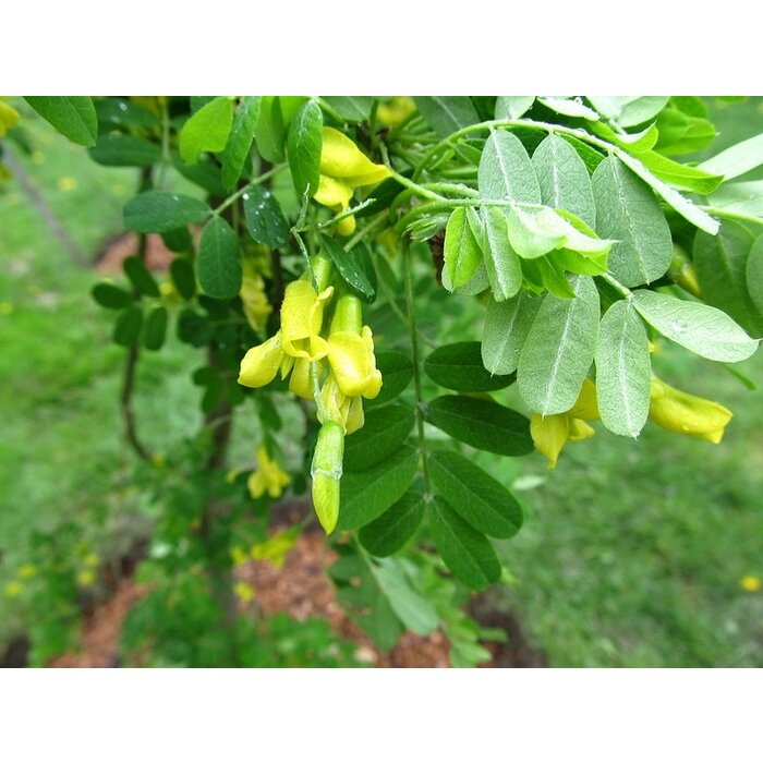 Erwtenstruik op stam - Caragana arborescens 'Pendula'