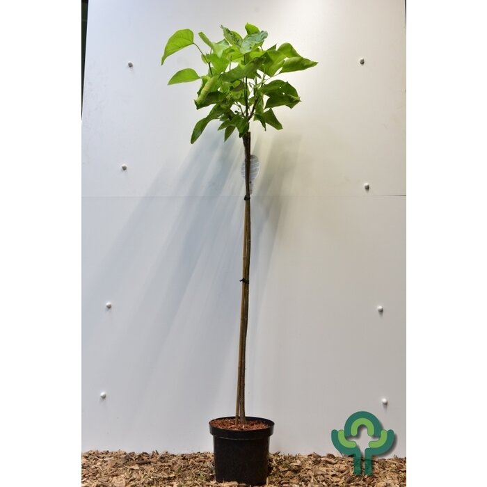 Trompetboom op stam - Catalpa bignonioides 'Aurea'