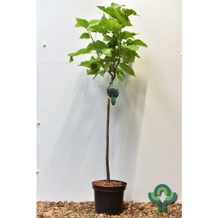 Trompetboom op stam - Catalpa bignonioides 'Nana'