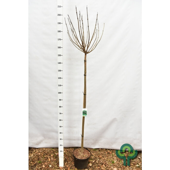 Trompetboom op stam - Catalpa bignonioides 'Nana'