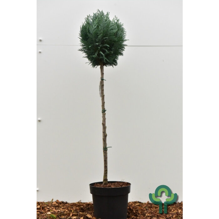 Blauwe conifeer op stam - Chamaecyparis lawsoniana 'Columnaris'