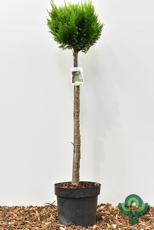 Gele conifeer op stam - Chamaecyparis lawsoniana 'Stardust'