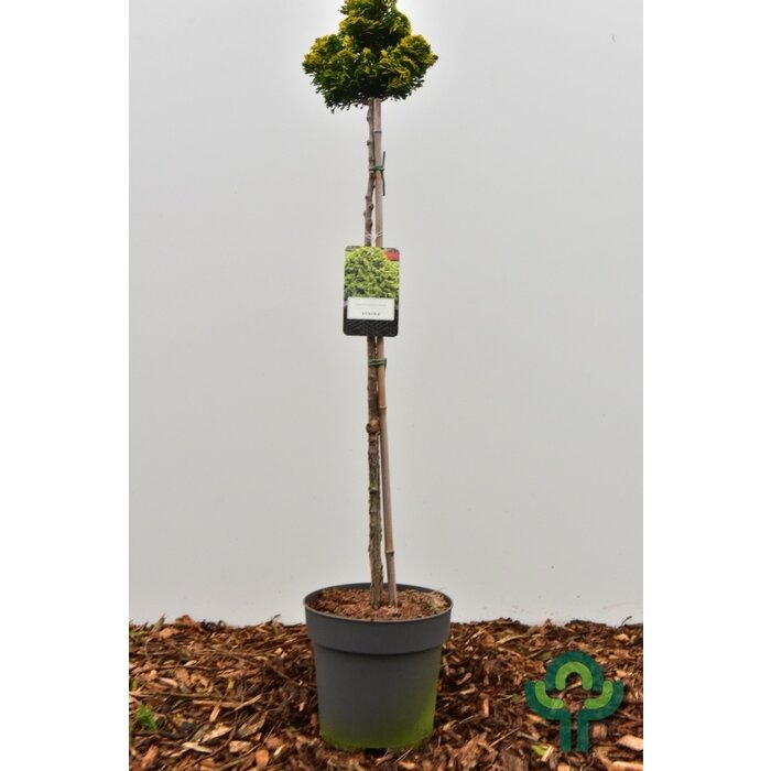 Schijncipres op stam - Chamaecyparis obtusa 'Aurora'