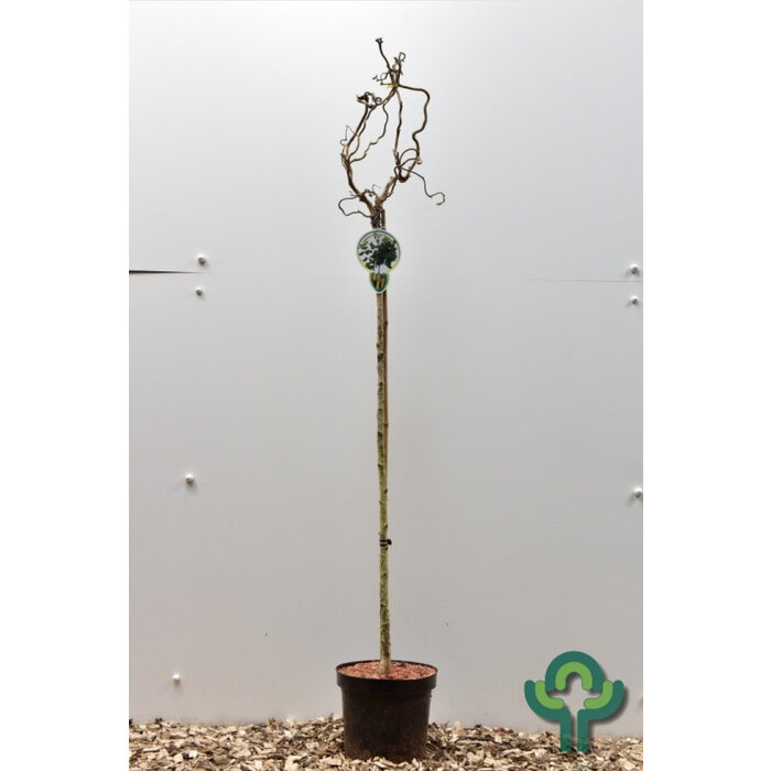 Krulhazelaar op stam - Corylus avellana 'Contorta'