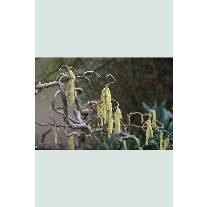 Krulhazelaar op stam - Corylus avellana 'Contorta'