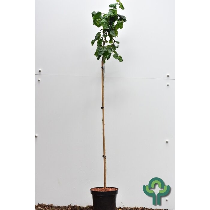 Krulhazelaar op stam - Corylus avellana 'Contorta'