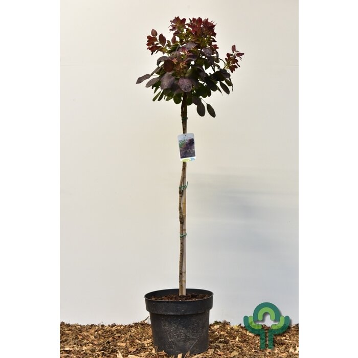 Pruikenboom op stam - Cotinus coggygria 'Royal Purple'