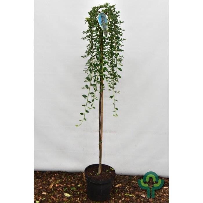 Dwergmispel op stam - Cotoneaster dammeri 'Major'