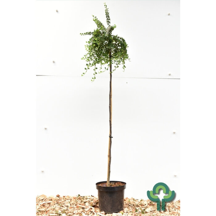 Dwergmispel op stam - Cotoneaster dammeri 'Winter Jewel'