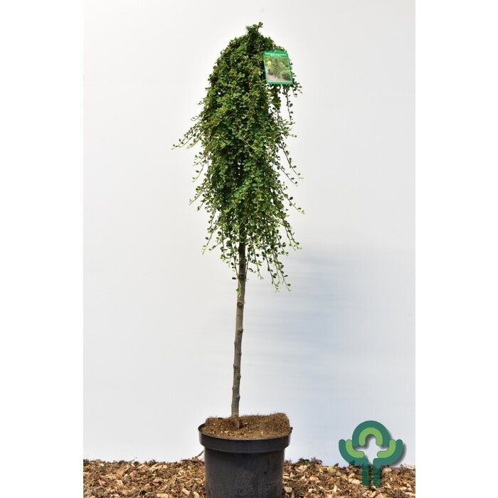 Dwergmispel op stam - Cotoneaster procumbens 'Streib's Findling'