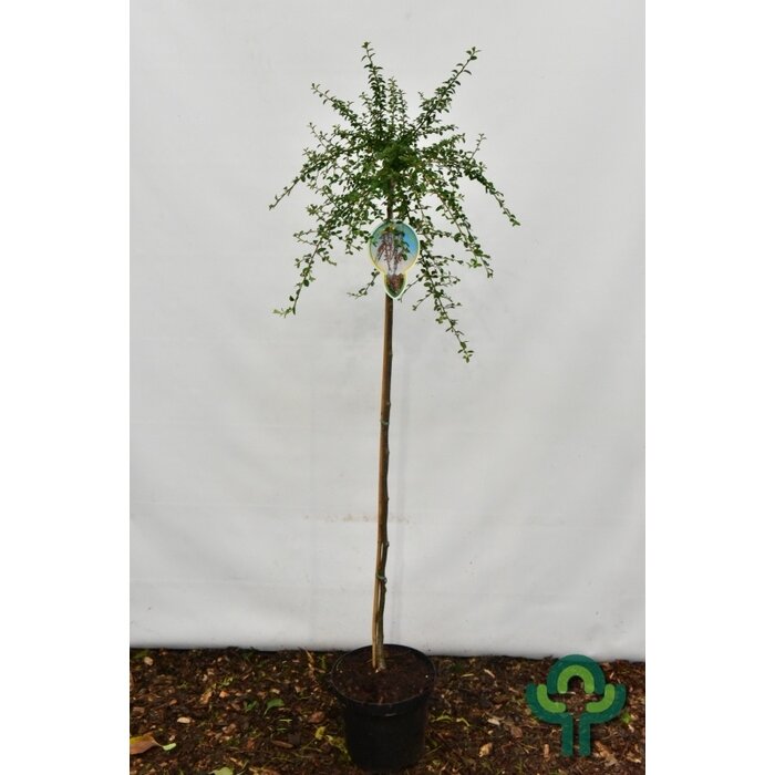 Dwergmispel op stam - Cotoneaster suecicus 'Coral Beauty'