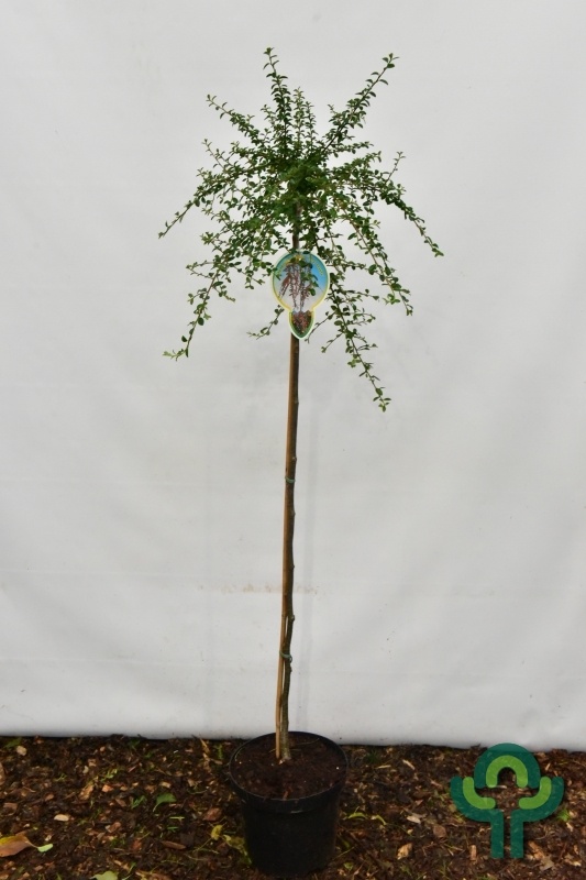 Dwergmispel op stam - Cotoneaster suecicus 'Coral Beauty'