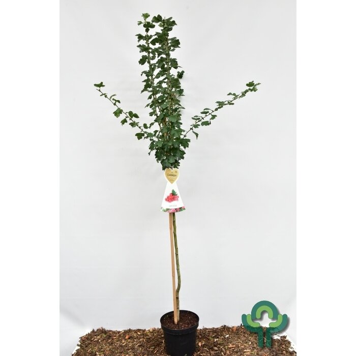 Tweestijlige meidoorn op stam - Crataegus media 'Paul's Scarlet'