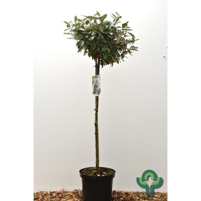 Olijfwilg (Op stam) - Elaeagnus ebbingei 'Compacta'