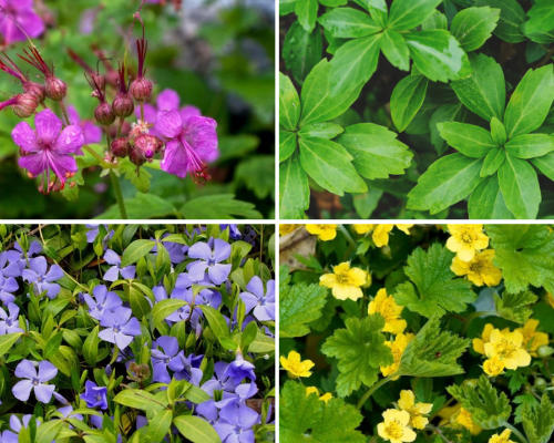 Zeg vaarwel tegen onkruid met deze sterke bodembedekkers!