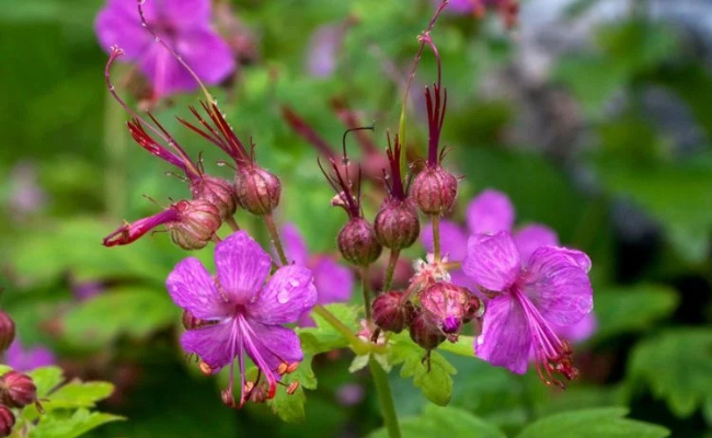 Wilde geranium
