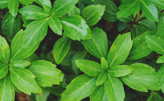 Pachysandra