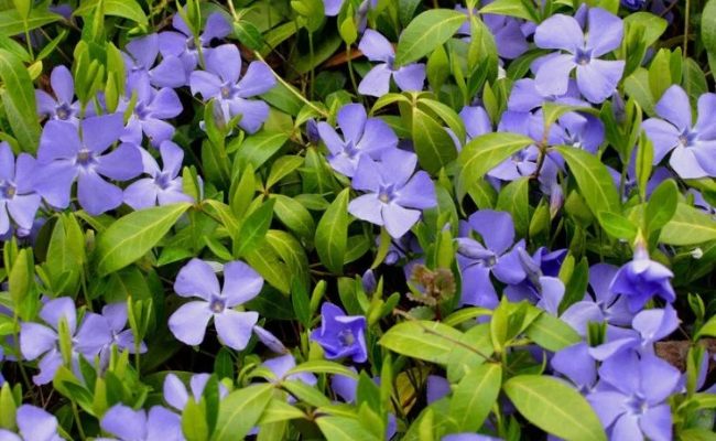 Vinca minor - Maagdenpalm