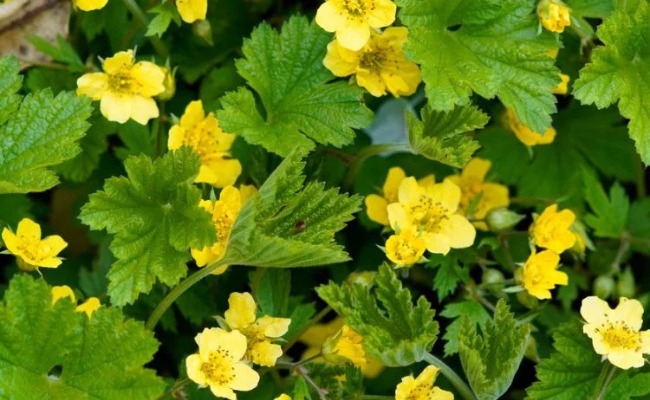Waldsteinia - Goudaardbei
