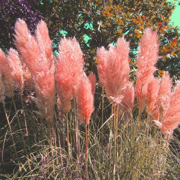 Onze 10 mooiste siergrassen met pluimen 