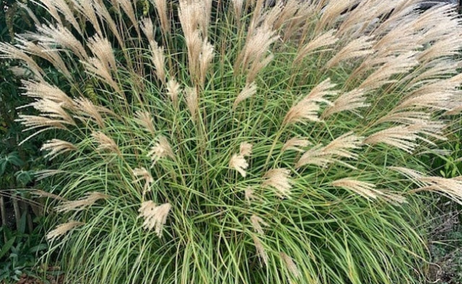 Miscanthus sinensis ‘Kleine Silberspinne’
