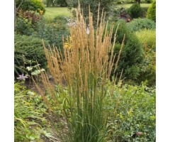 Struisriet - Calamagrostis acutiflora 'Karl Foerster'