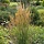 Struisriet - Calamagrostis acutiflora 'Karl Foerster'