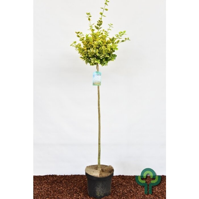 Japanse kardinaalsmuts op stam - Euonymus fortunei 'Emerald 'n' Gold'