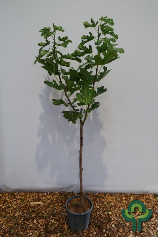 Vijgenboom op stam - Ficus carica