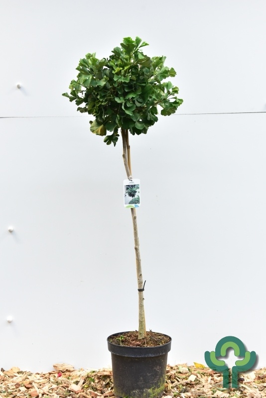 Japanse notenboom op stam - Ginkgo biloba 'Mariken'