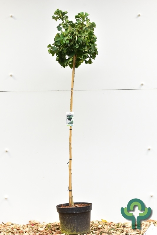 Japanse notenboom op stam - Ginkgo biloba 'Mariken'