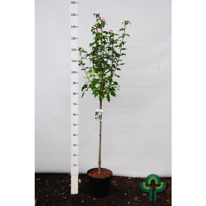 Altheastruik op stam - Hibiscus syriacus 'Hamabo'