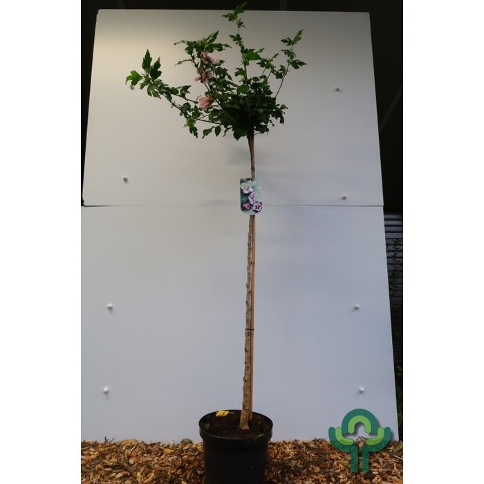 Altheastruik op stam - Hibiscus syriacus 'Hamabo'