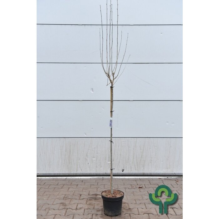 Altheastruik op stam - Hibiscus syriacus 'Marina'