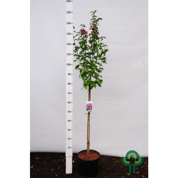 Altheastruik op stam - Hibiscus syriacus 'Woodbridge'