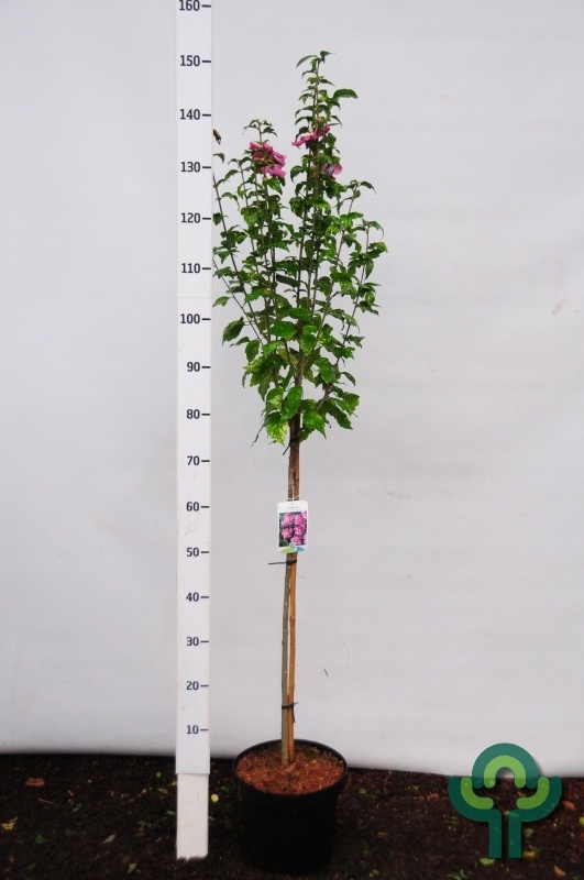 Altheastruik op stam - Hibiscus syriacus 'Woodbridge'