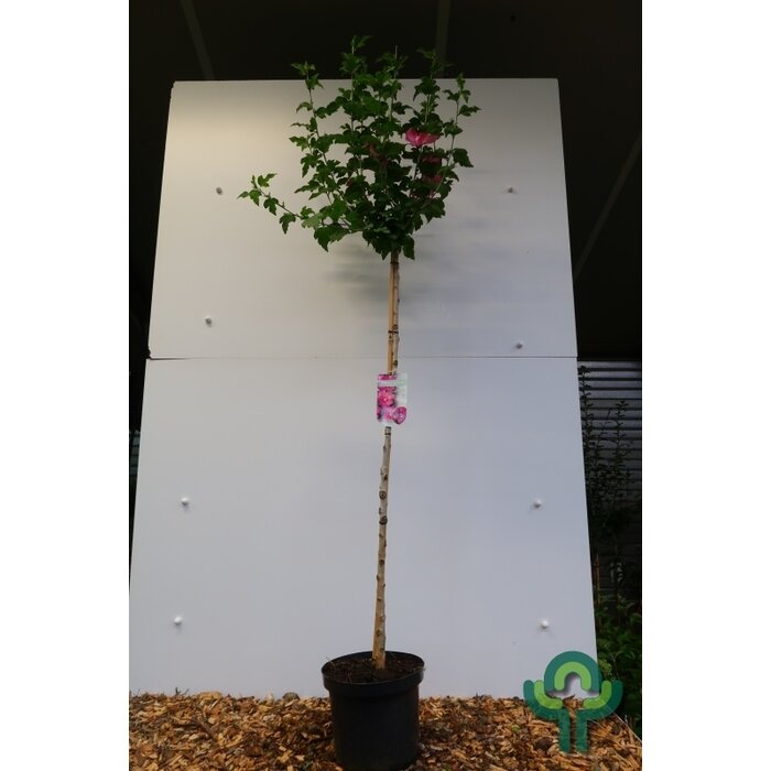 Altheastruik op stam - Hibiscus syriacus 'Woodbridge'