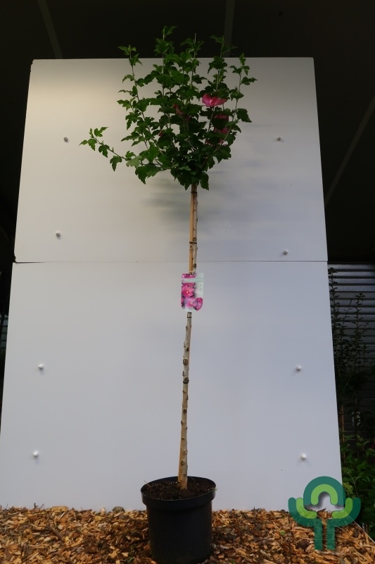 Altheastruik op stam - Hibiscus syriacus 'Woodbridge'