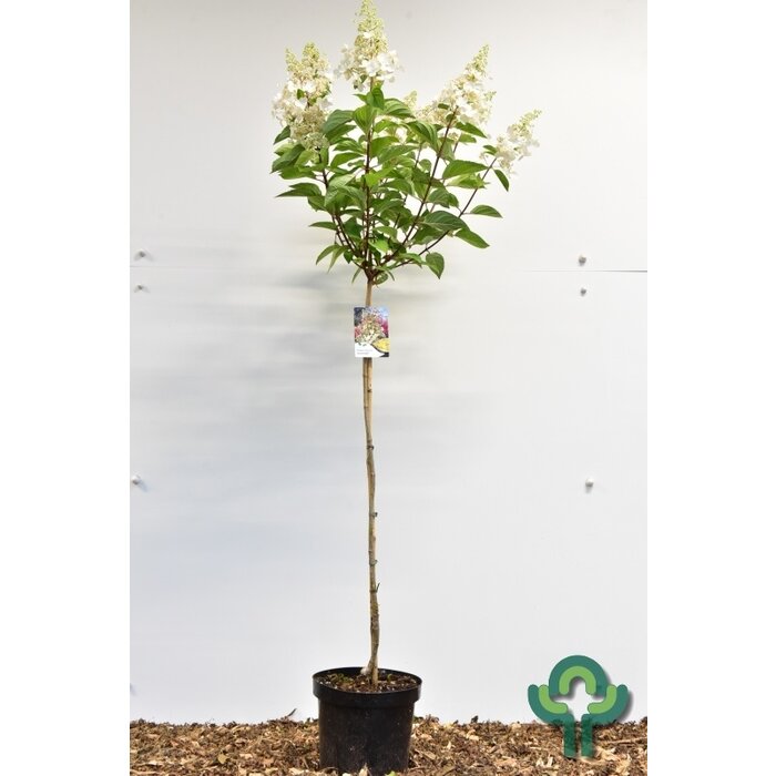 Pluimhortensia op stam (Hydrangea paniculata 'Candlelight')
