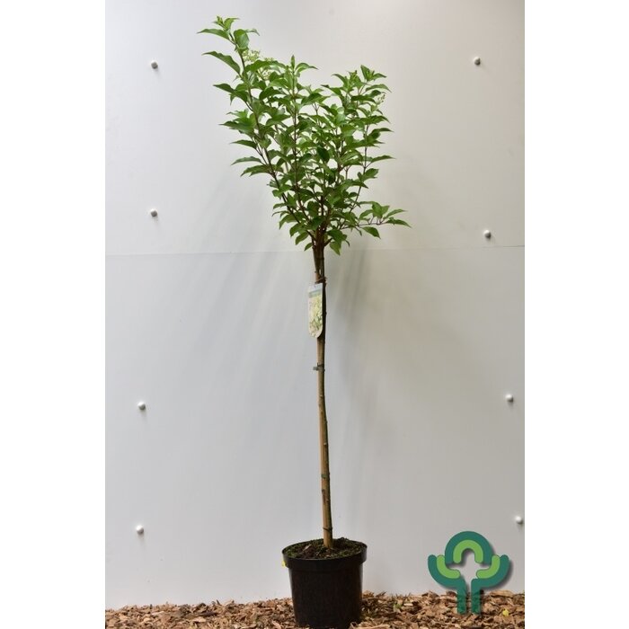 Pluimhortensia  op stam - Hydrangea paniculata 'Kyushu'