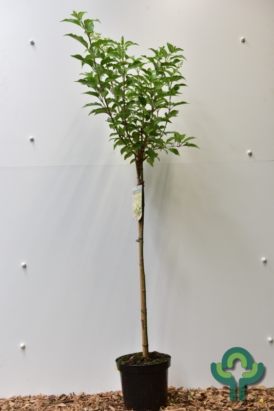 Pluimhortensia  op stam - Hydrangea paniculata 'Kyushu'