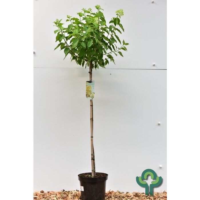 Pluimhortensia  op stam - Hydrangea paniculata 'Limelight'