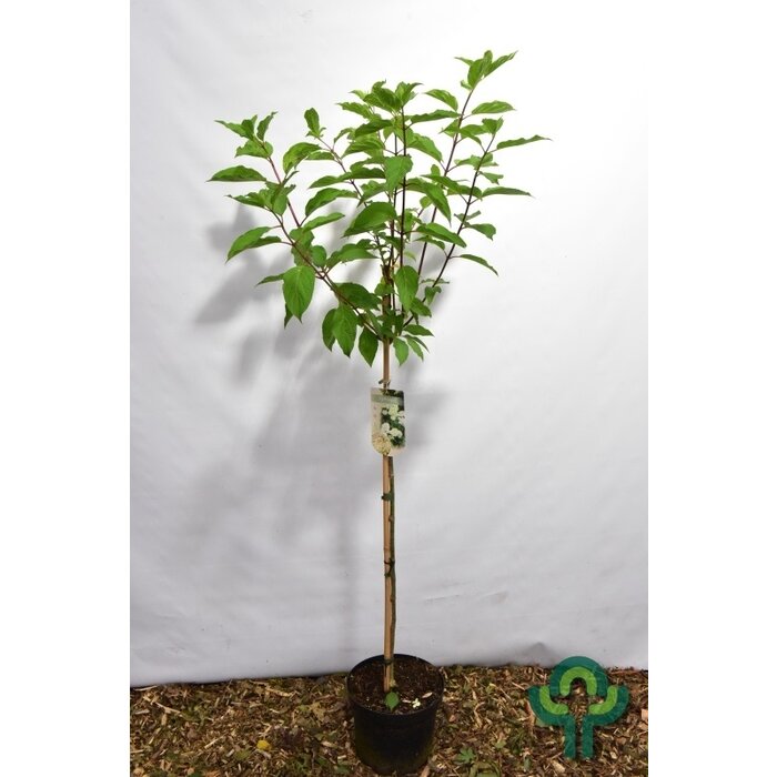 Pluimhortensia op stam (Hydrangea paniculata 'Phantom')