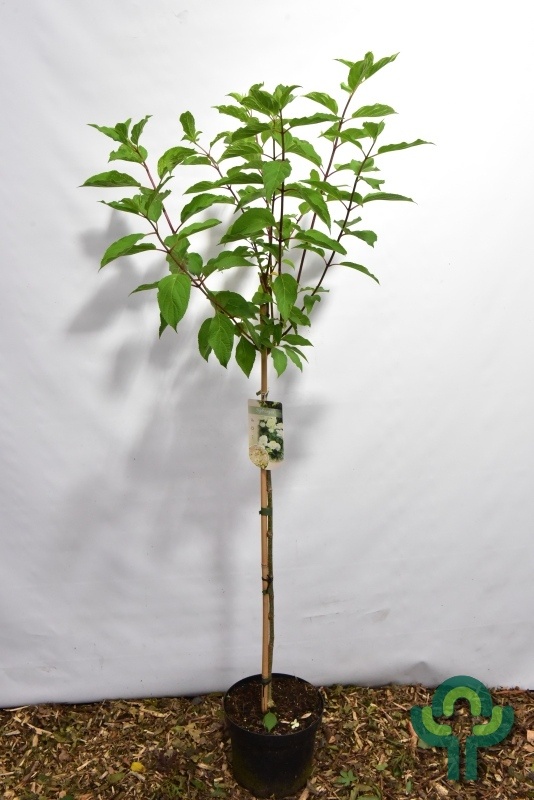 Pluimhortensia op stam (Hydrangea paniculata 'Phantom')